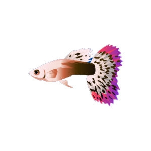 Pink Cobra Guppy